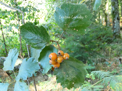 Karpatiosorbus latifolia