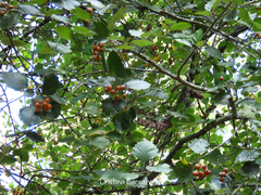 Karpatiosorbus latifolia