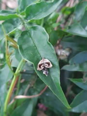 Acroceuthes metaxanthana