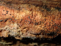 Hyphodiscus hymeniophilus