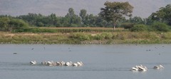 Pelecanus philippensis