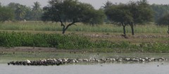 Fulica atra