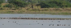 Anatidae
