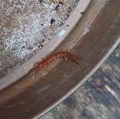 Lithobius forficatus