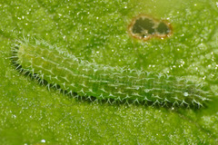 Periclista