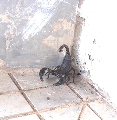 Scorpionoidea