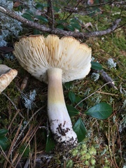 Tricholoma arvernense