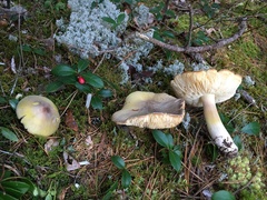 Tricholoma arvernense