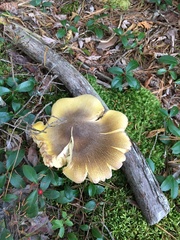 Tricholoma arvernense