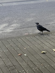 Corvus brachyrhynchos