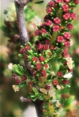 Erica tristis