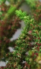 Erica tristis