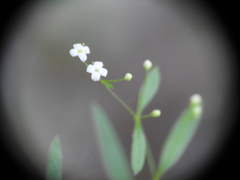 Galium laevigatum