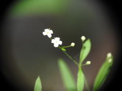 Galium laevigatum