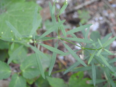 Galium laevigatum