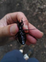 Carabus caelatus