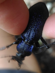 Carabus caelatus
