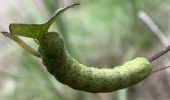 Neumichtis nigerrima