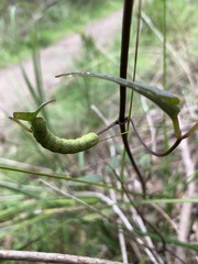 Neumichtis nigerrima