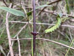 Neumichtis nigerrima