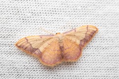 Idaea ostrinaria