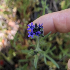 Allophyllum gilioides
