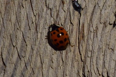 Harmonia axyridis