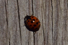 Harmonia axyridis
