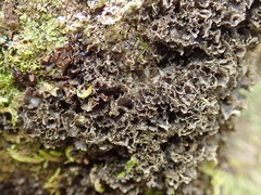 Leptogium oceanianum