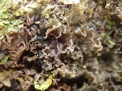 Leptogium oceanianum