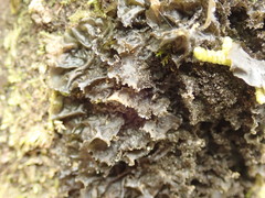 Leptogium oceanianum