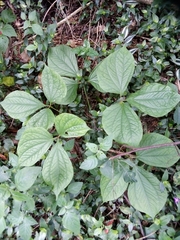Dioscorea dregeana
