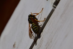 Polistes nimpha