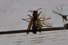 Polistes nimpha