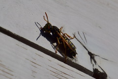 Polistes nimpha