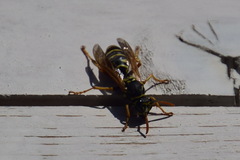 Polistes nimpha