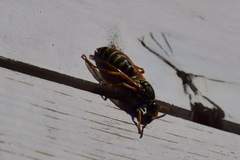 Polistes nimpha