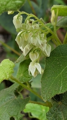 Lasiopetalum schulzenii