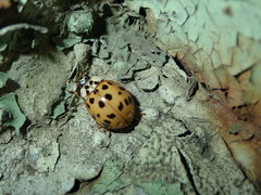 Harmonia axyridis
