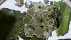 Lasiopetalum schulzenii