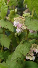 Lasiopetalum schulzenii