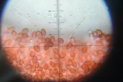Deconica rhomboidospora
