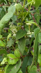 Lasiopetalum schulzenii