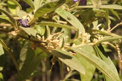 Cestrum tomentosum