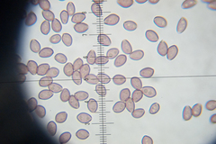 Deconica rhomboidospora