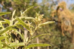 Cestrum tomentosum