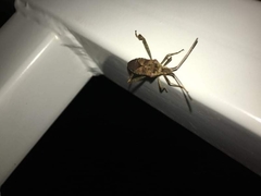 Leptoglossus occidentalis