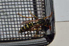 Polistes dominula
