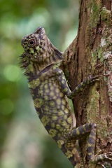 Gonocephalus bornensis