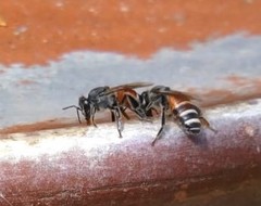 Apis florea
